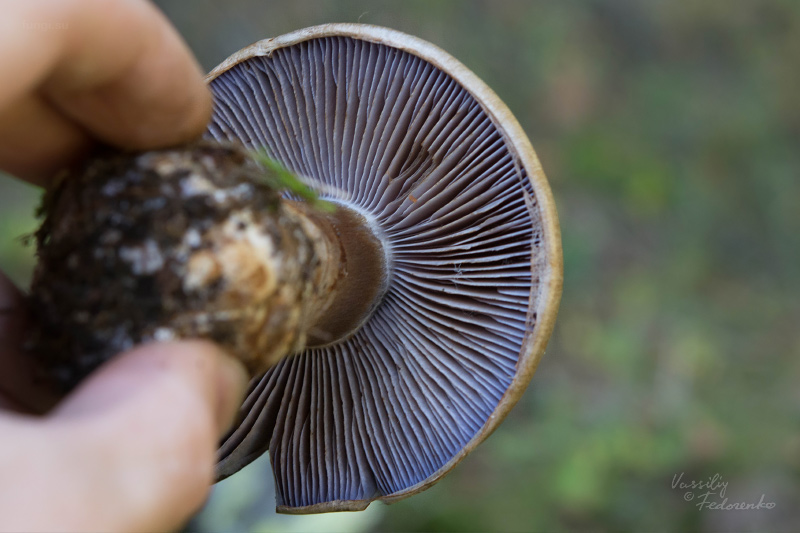 cortinarius-fulvoochrascens_03.jpg