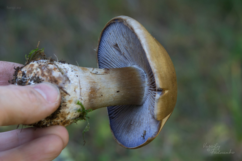 cortinarius-fulvoochrascens_04.jpg