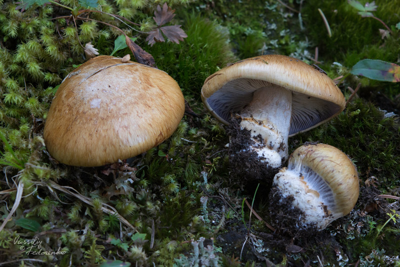 cortinarius-glaucopus_01.jpg