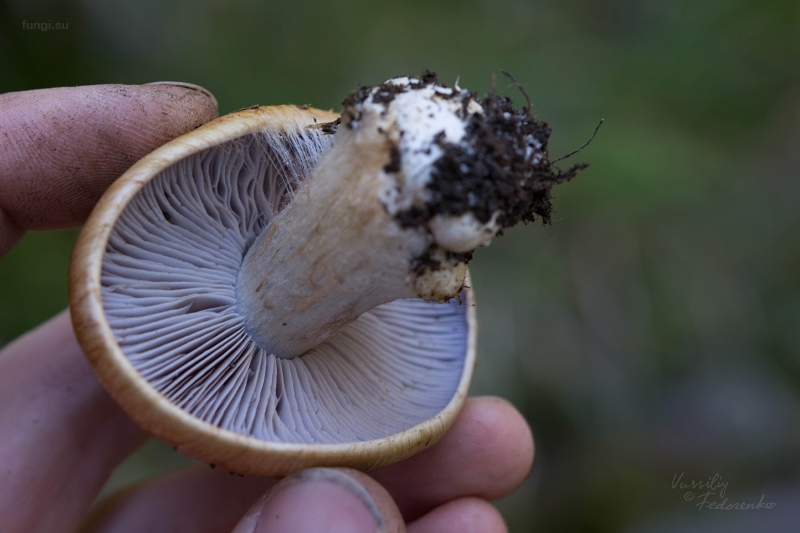 cortinarius-glaucopus_02.jpg