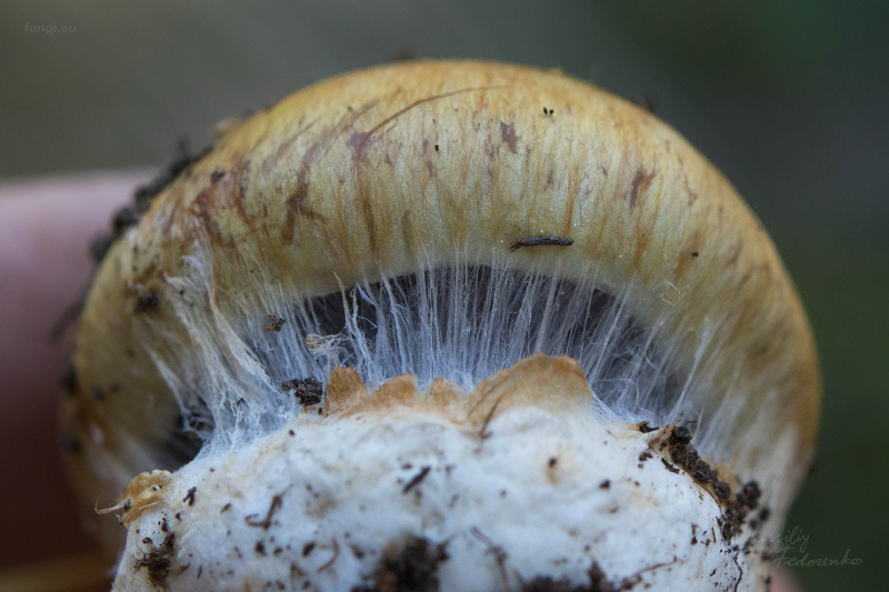 cortinarius-glaucopus_03.jpg