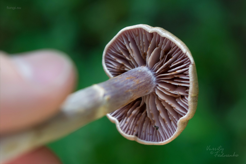 cortinarius_02.jpg