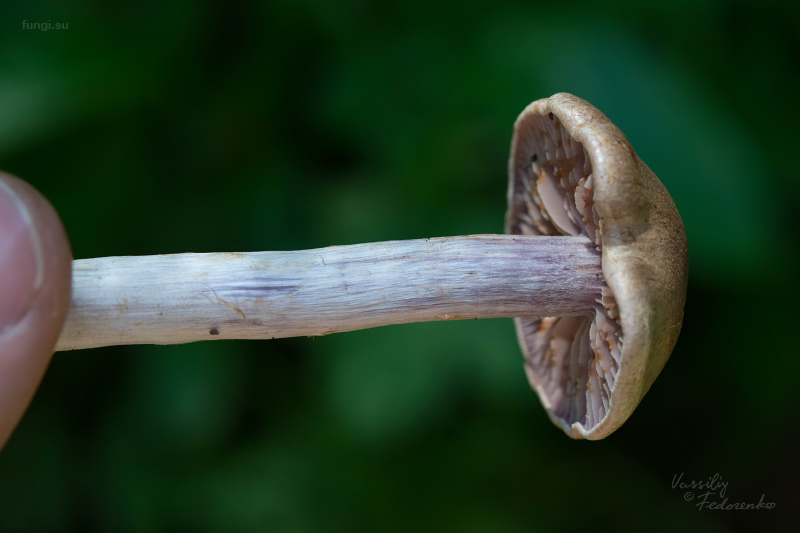 cortinarius_03.jpg