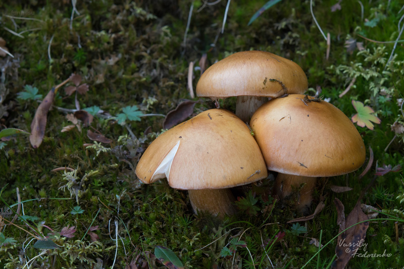 cortinarius_multiformis_01.jpg