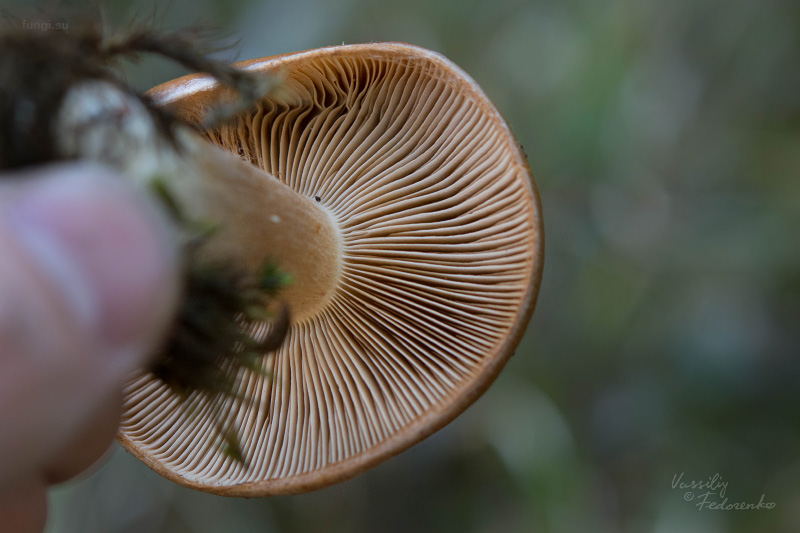 cortinarius_multiformis_02.jpg
