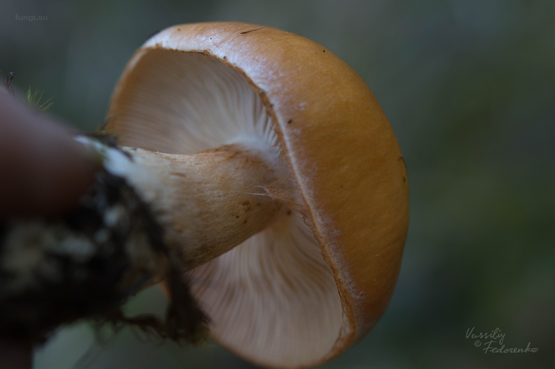 cortinarius_multiformis_03.jpg