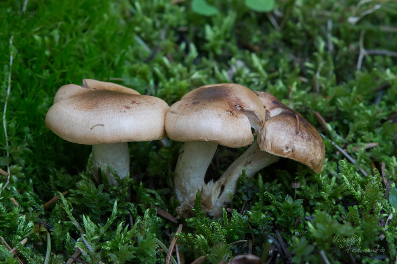 hygrophorus_01.jpg