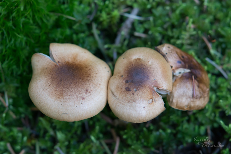 hygrophorus_02.jpg