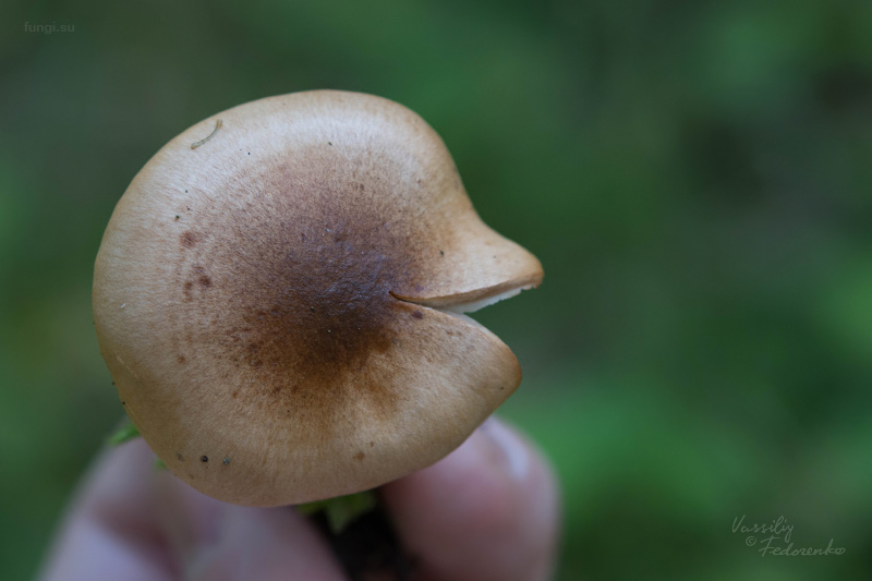 hygrophorus_04.jpg