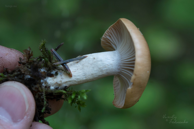 hygrophorus_06.jpg