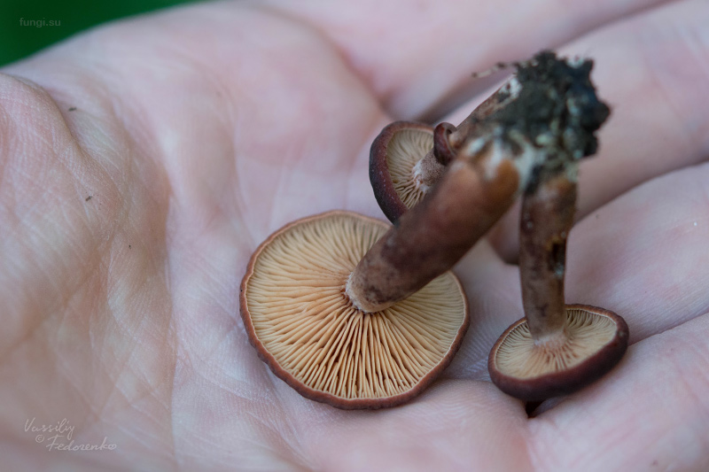 lactarius-badiosanguineus_03.jpg