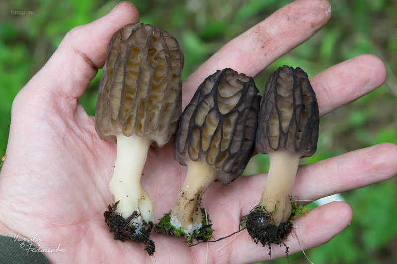 morchella-elata-12.jpg