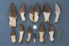 morchella-elata-15_t1.jpg