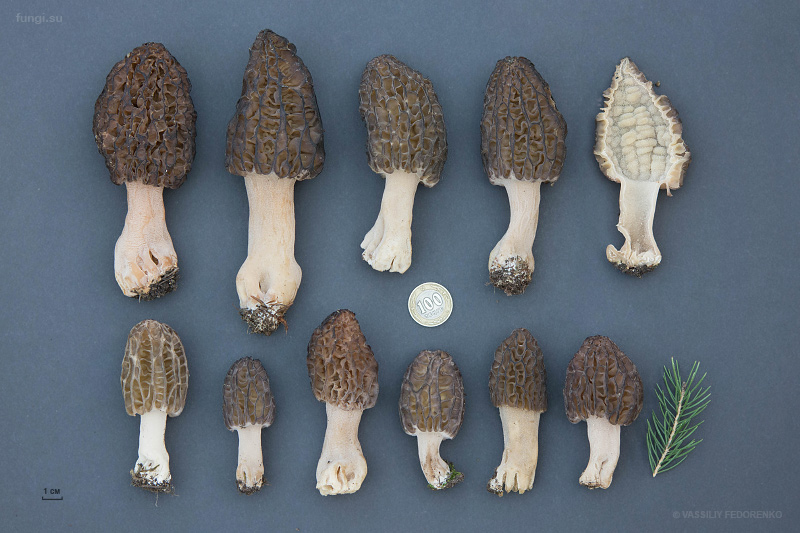 morchella-elata-17.jpg