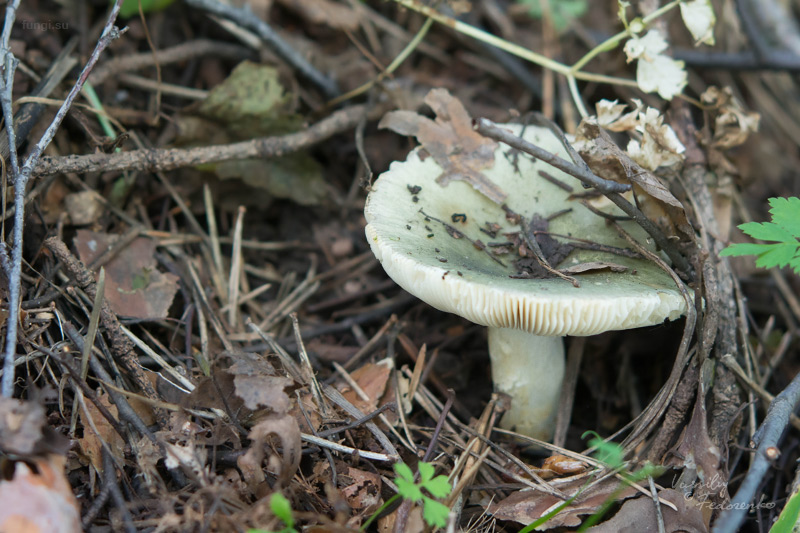 russula-aeruginea_01.jpg