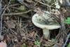 russula-aeruginea_01_t1.jpg