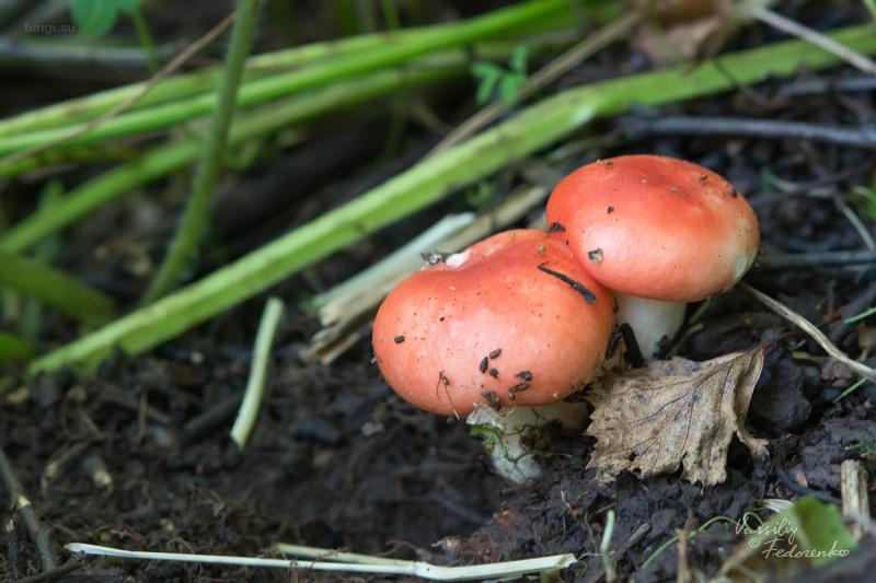 russula_01.jpg