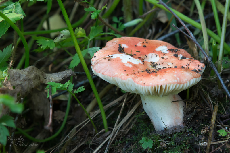 russula_02.jpg