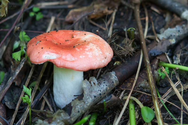 russula_03.jpg