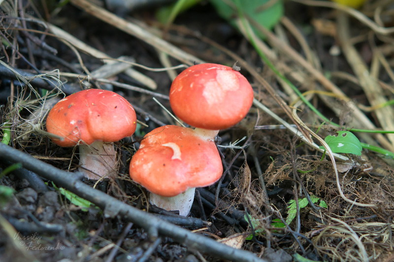 russula_04.jpg