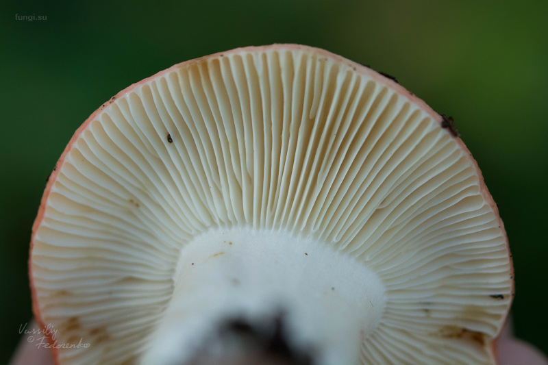 russula_05.jpg