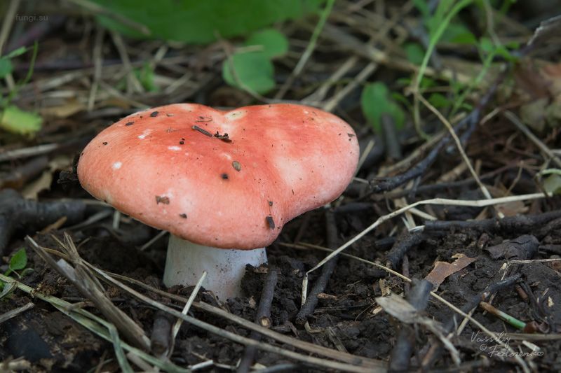 russula_08.jpg