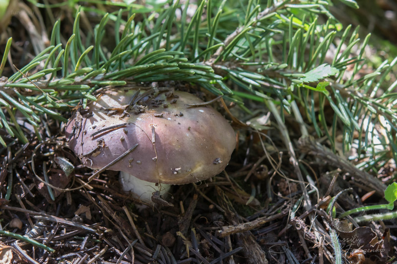 russula_09.jpg
