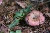 russula_21_t1.jpg