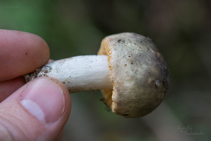 russula_26.jpg