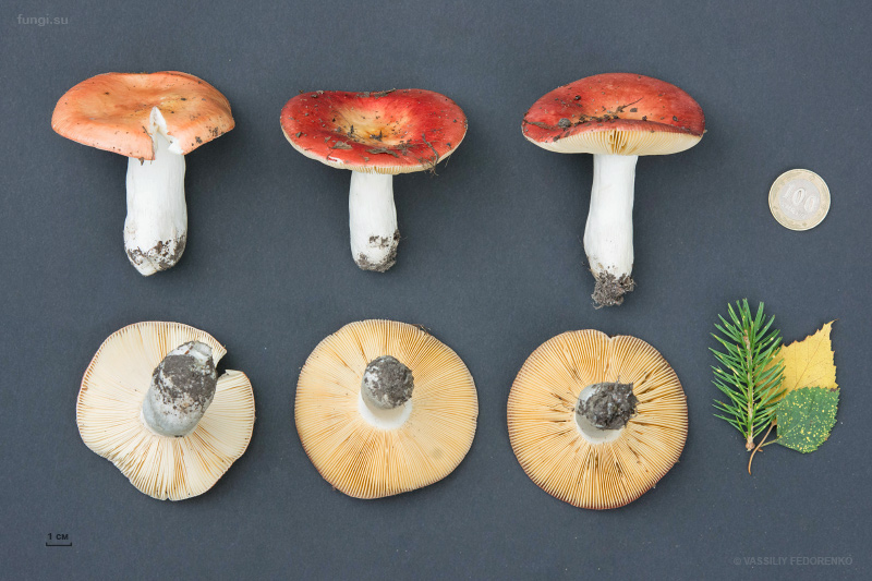 russula_29.jpg