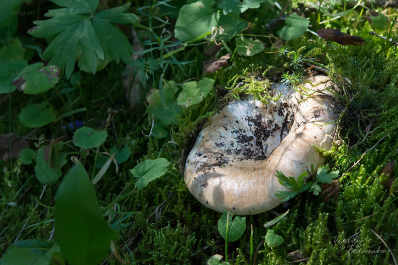 russula_delica_01.jpg