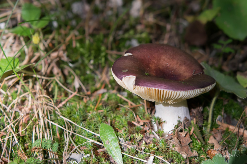 russula_firmula_01.jpg