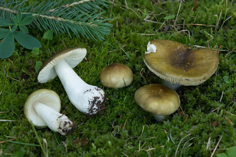 russula_olivina_02.jpg