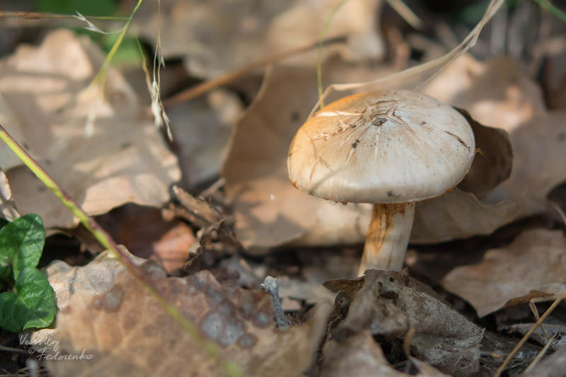 cortinarius_05.jpg
