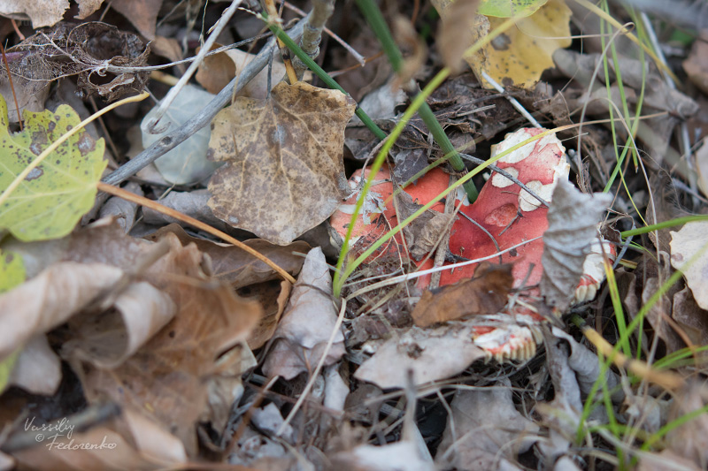 russula-rubra_01.jpg