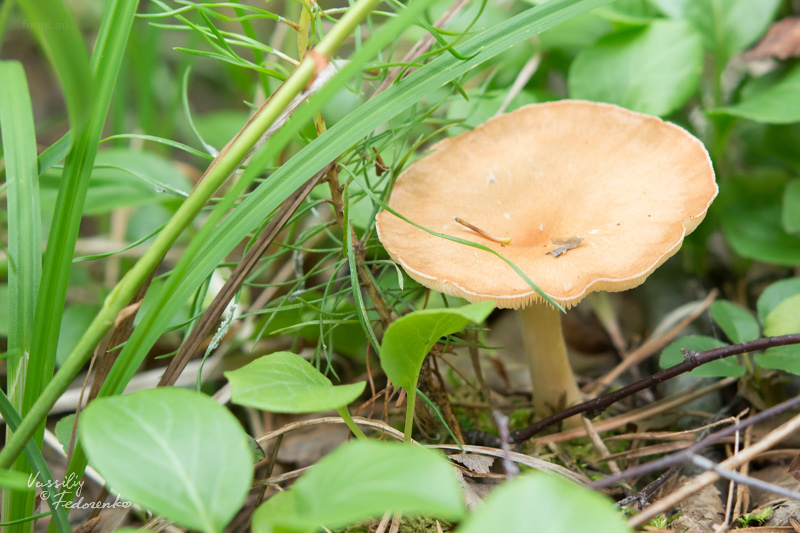clitocybe_01.jpg