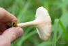 clitocybe_02_t1.jpg