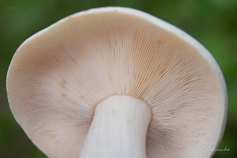 collybia-maculata_04.jpg