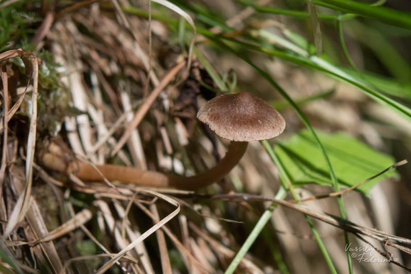 cortinarius_01.jpg