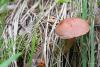 cortinarius_01_t1_3.jpg
