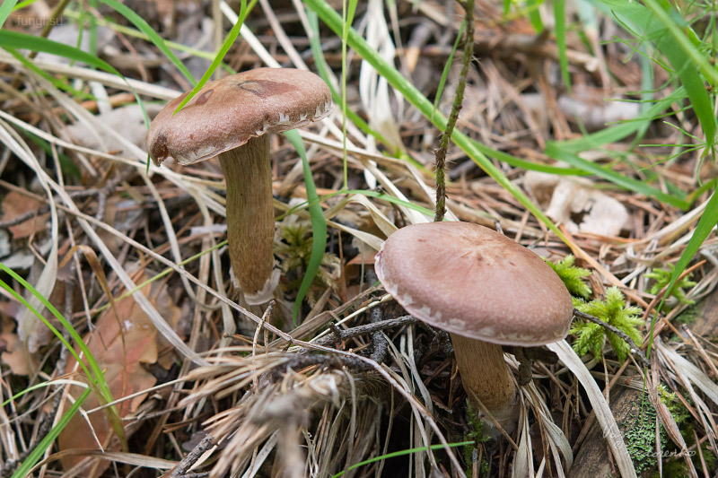 cortinarius_02_2.jpg
