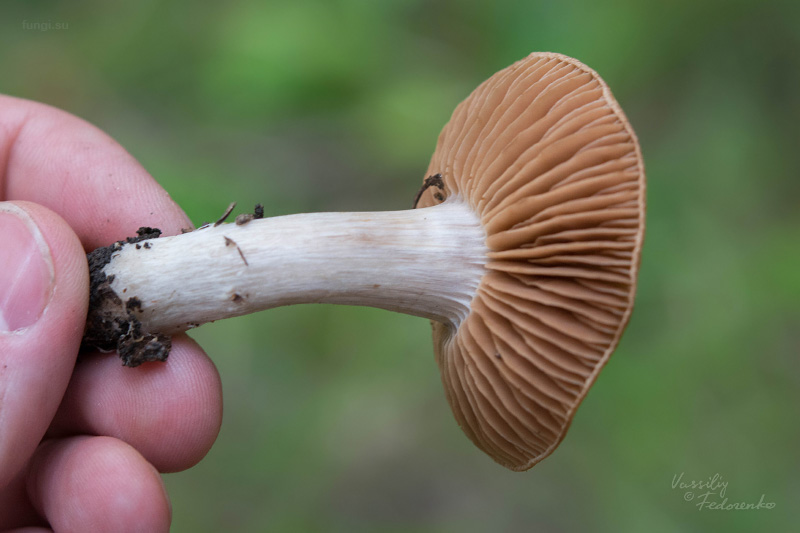cortinarius_02_3.jpg