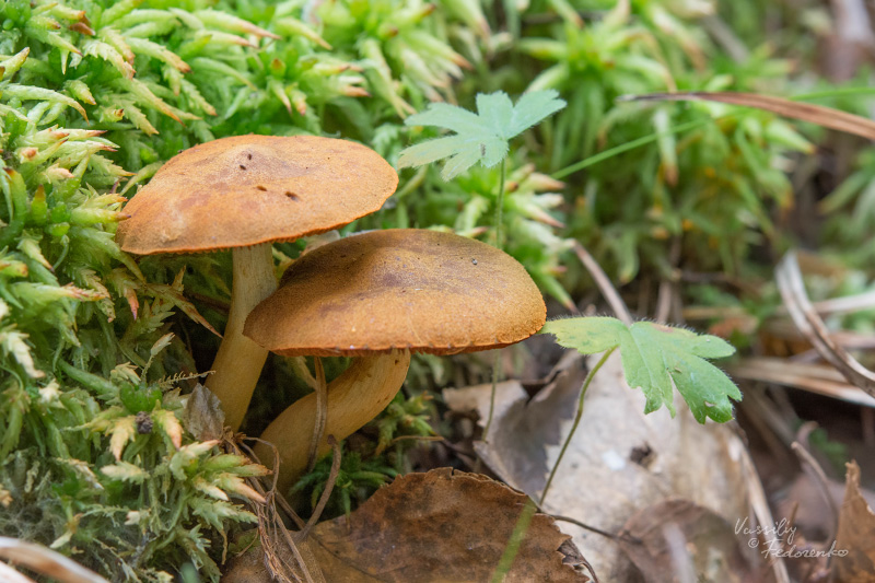 cortinarius_03.jpg