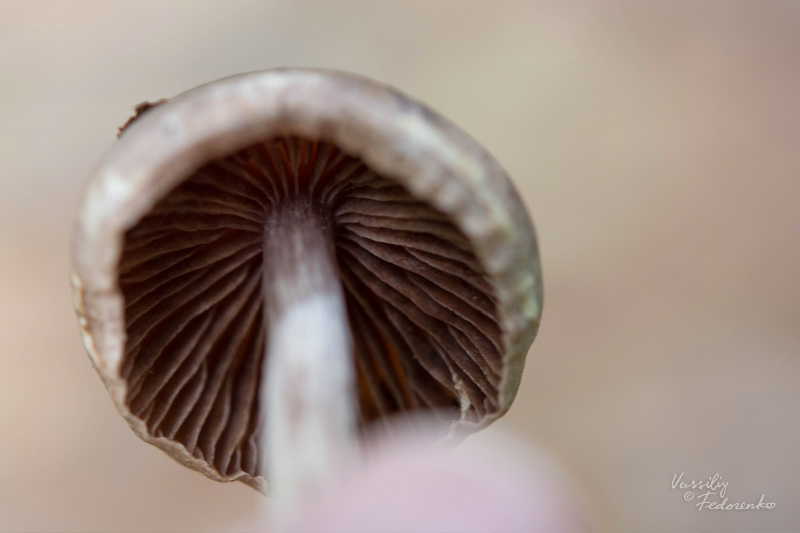 cortinarius_03_1.jpg