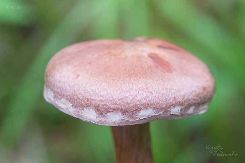 cortinarius_03_2.jpg