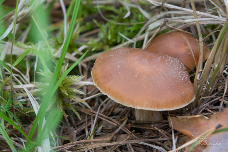 cortinarius_03_3.jpg