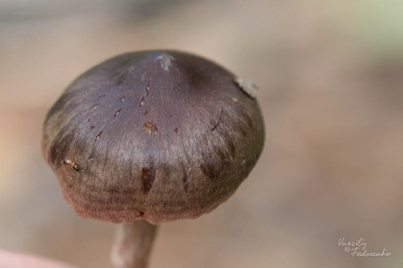 cortinarius_04_1.jpg