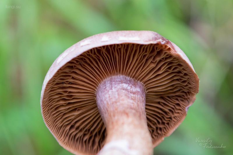 cortinarius_04_2.jpg