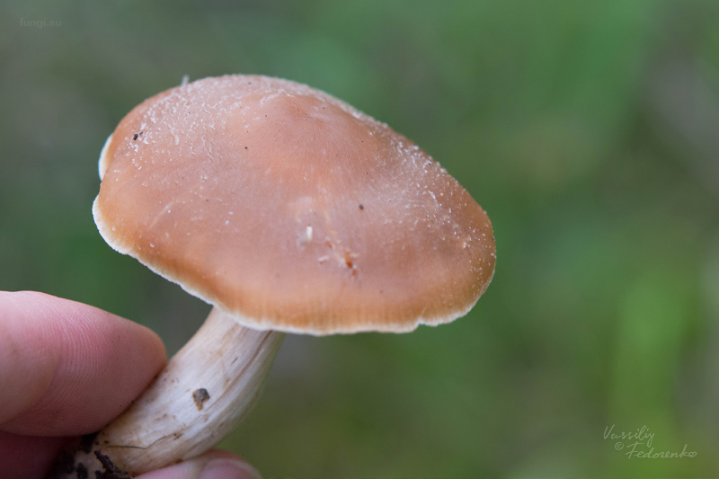 cortinarius_04_3.jpg