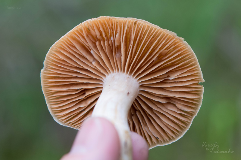cortinarius_05_3.jpg